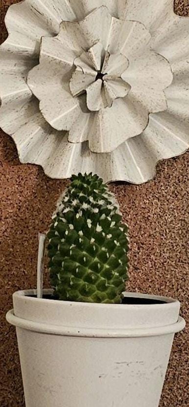 Stoney Clay Color 6 inch Planter or Accessory display